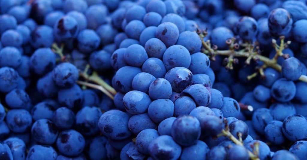 Grappoli uva Sangiovese di Toscana