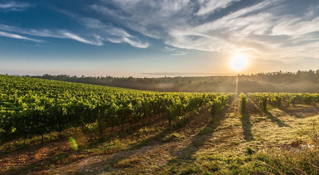 Vigneti di Toscana, una delle caratteristiche del nostro territorio sempre più al centro di tours e viaggi tematici